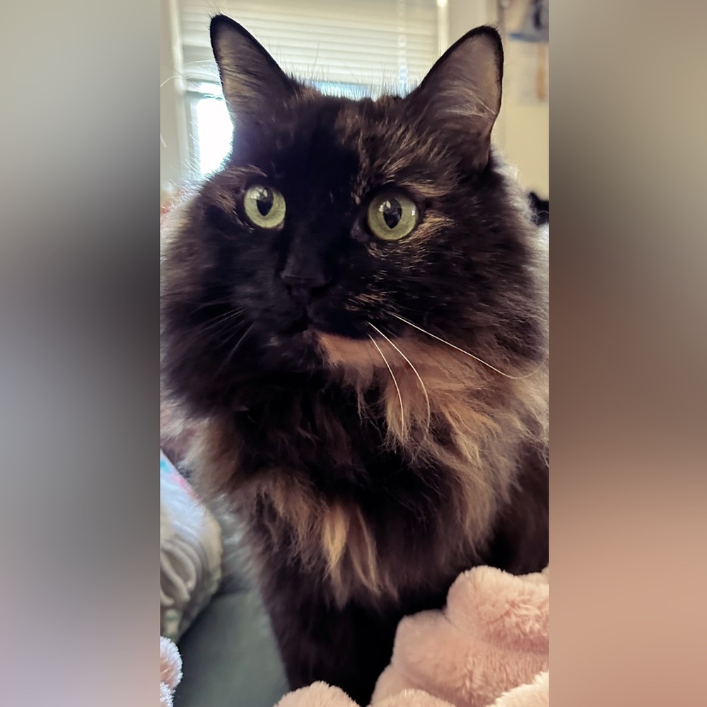 Meet my cat, Luna!